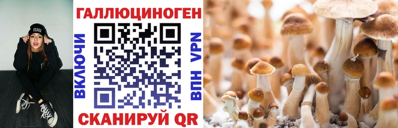 Псилоцибиновые грибы Psilocybine cubensis  купить наркотики цена  Волхов 